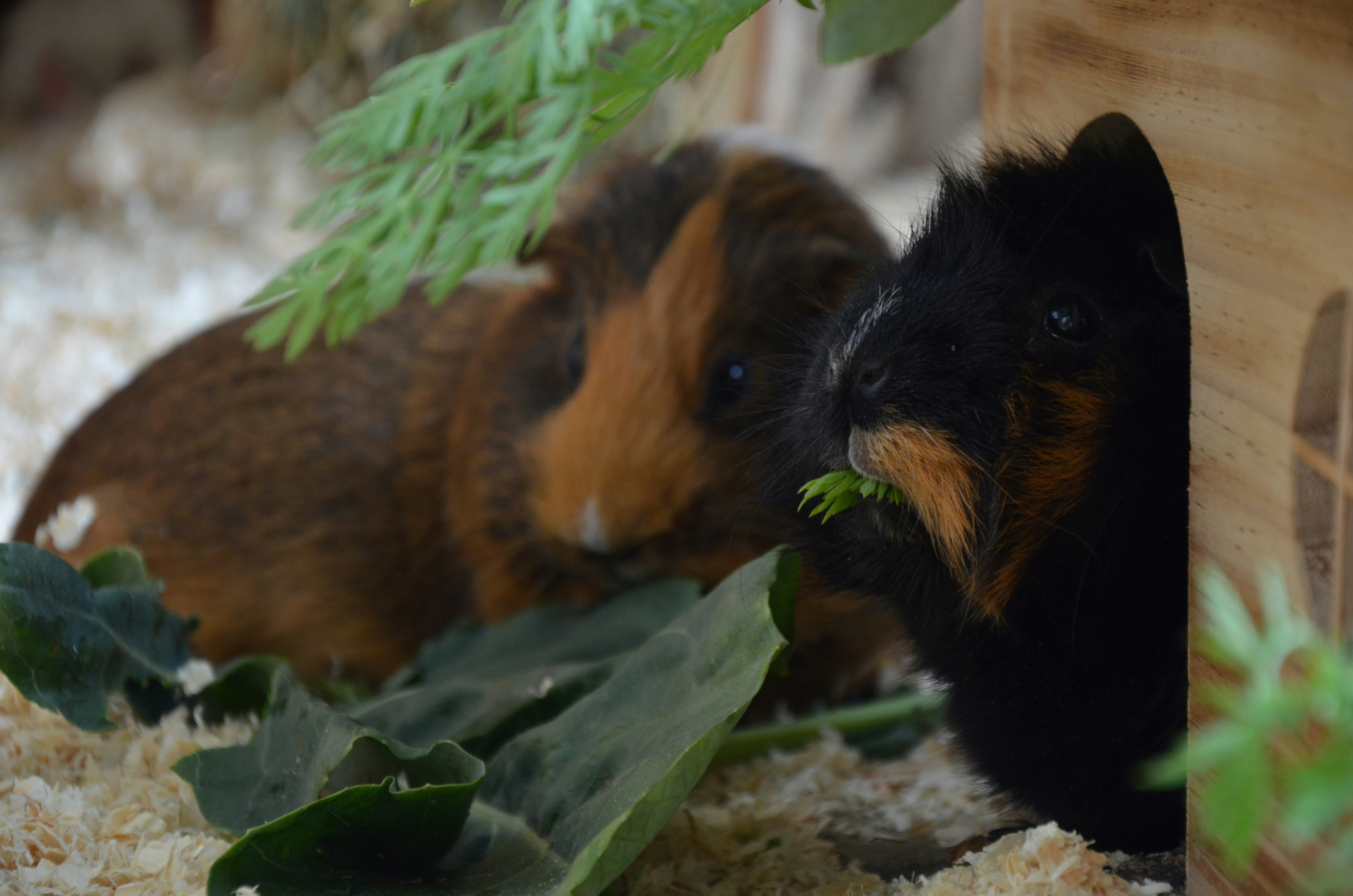 are guinea pigs rodents