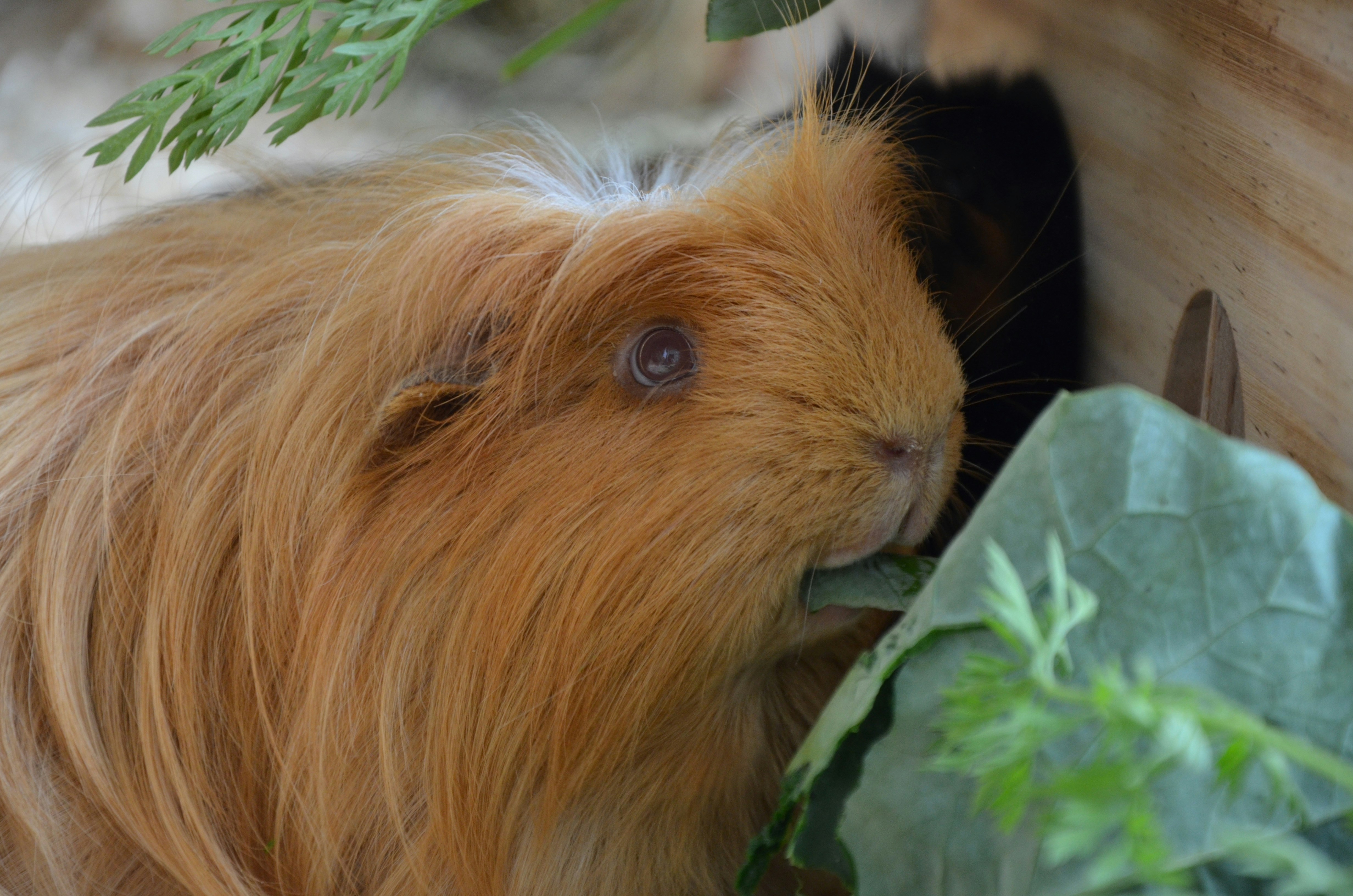 what greens can guinea pigs eat