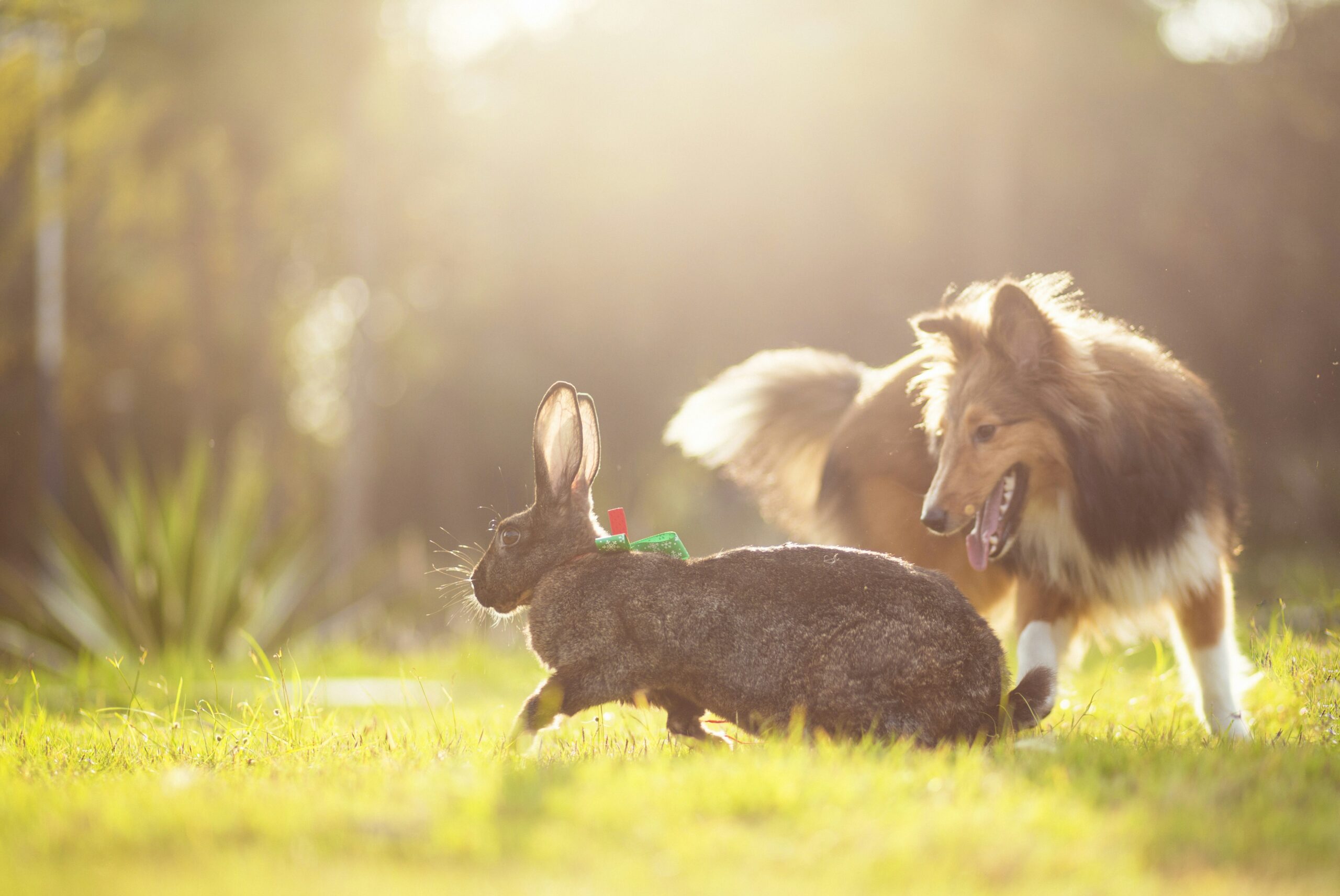 do rabbits and dogs get along