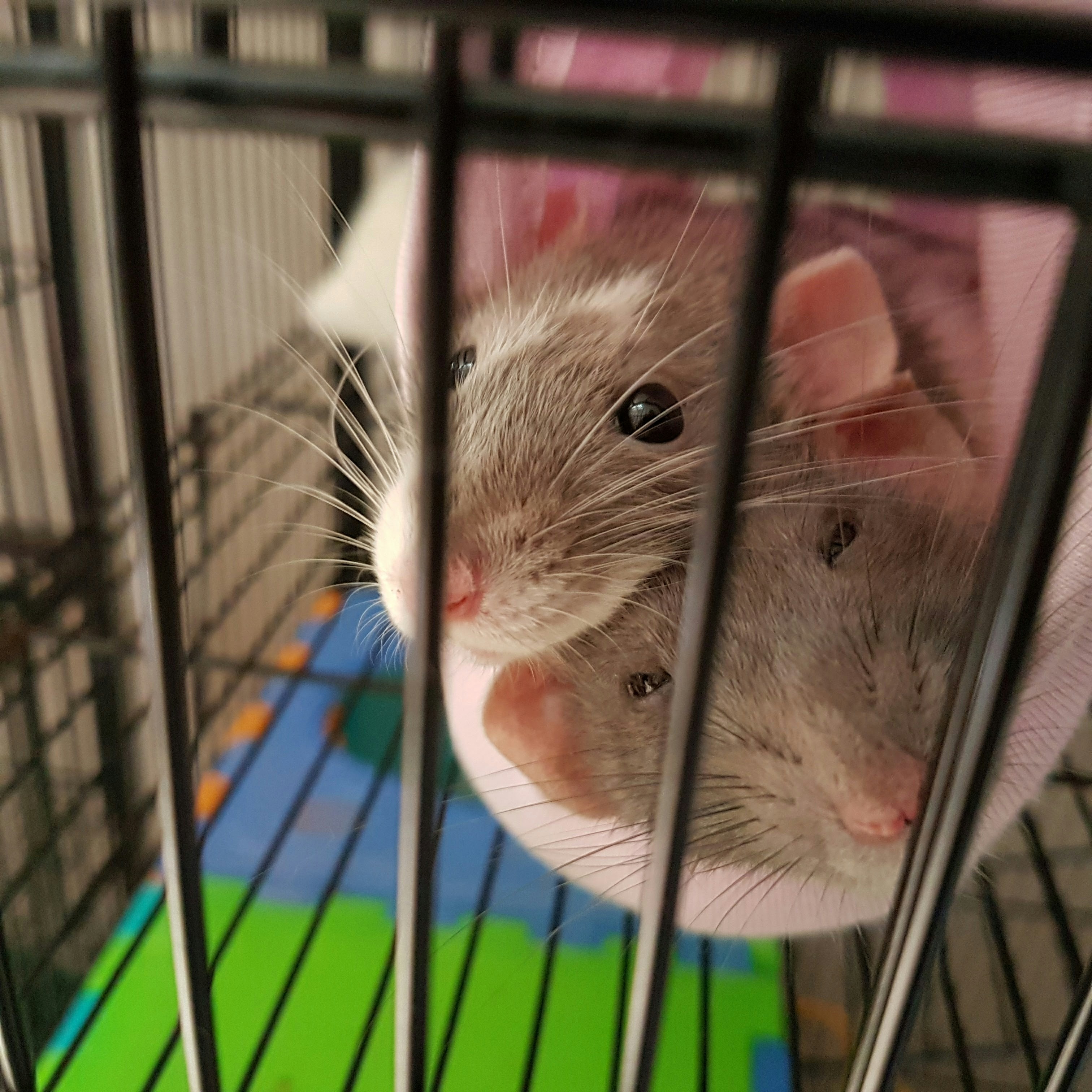 pet rats