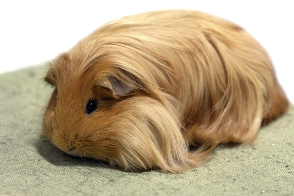 silkie guinea pig