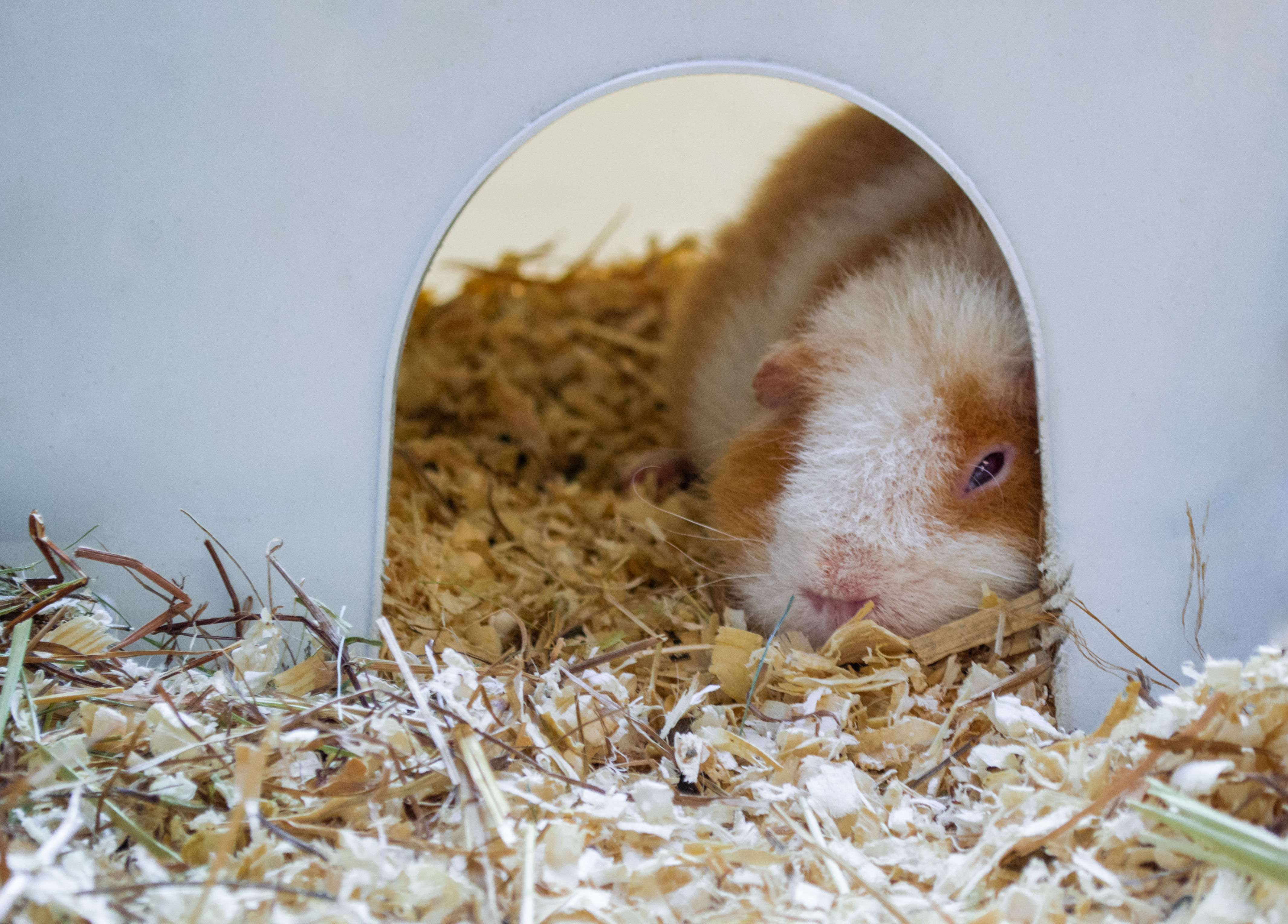 teddy satin guinea pig