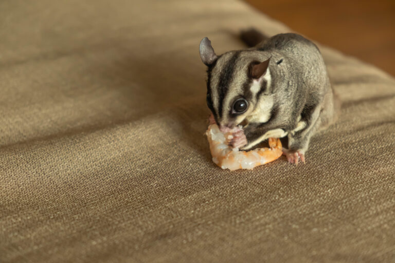 sugar glider eating shrimp