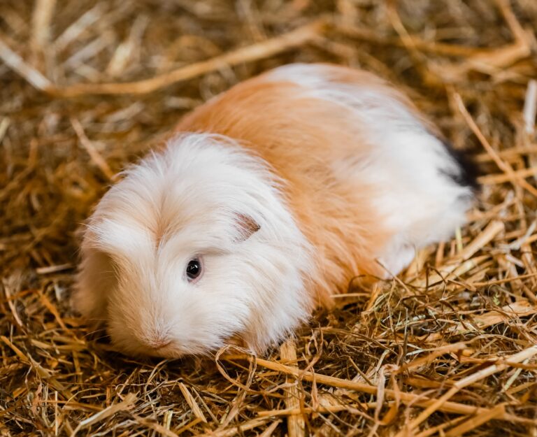 silkie satin guinea pig