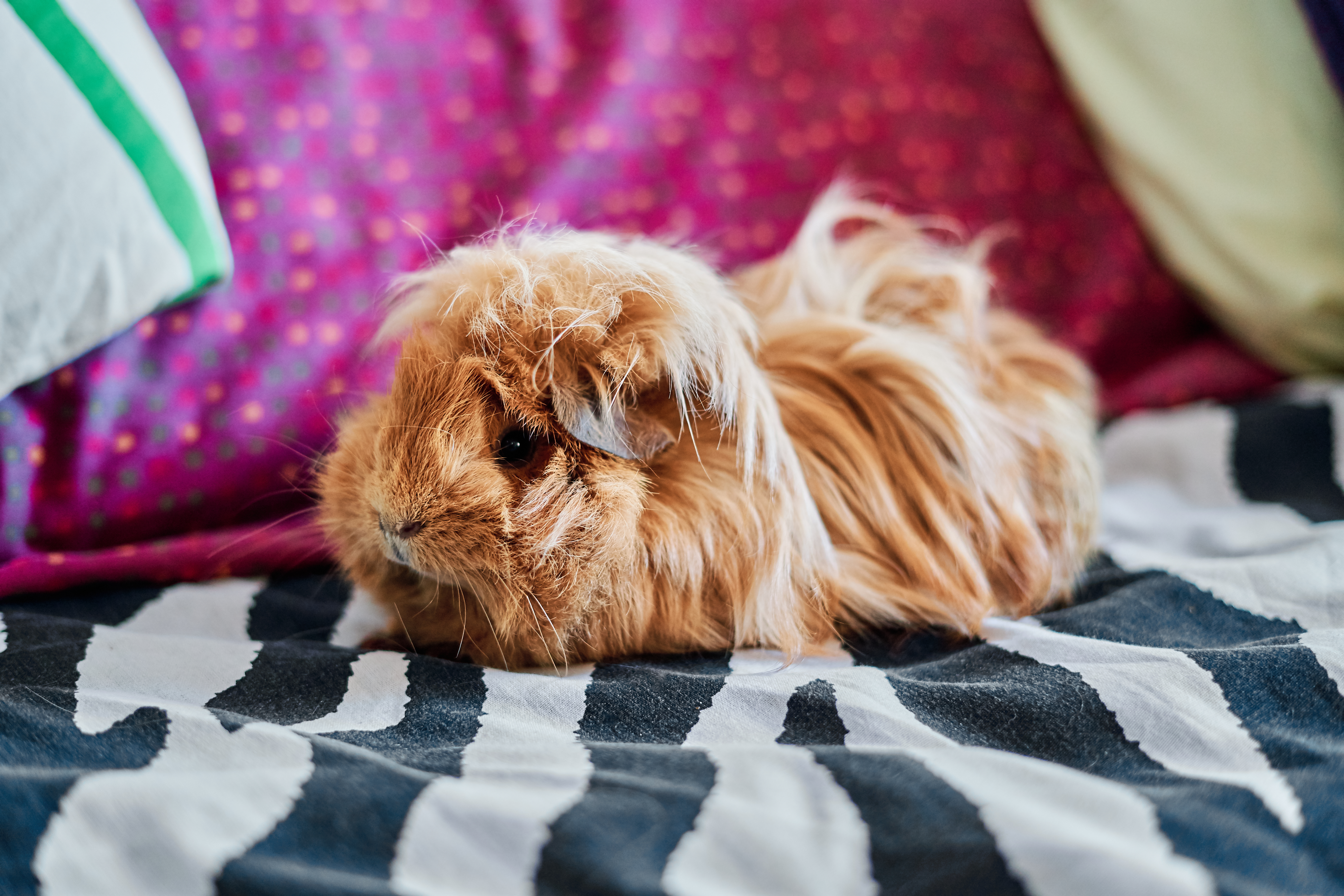 peruvian guinea pig