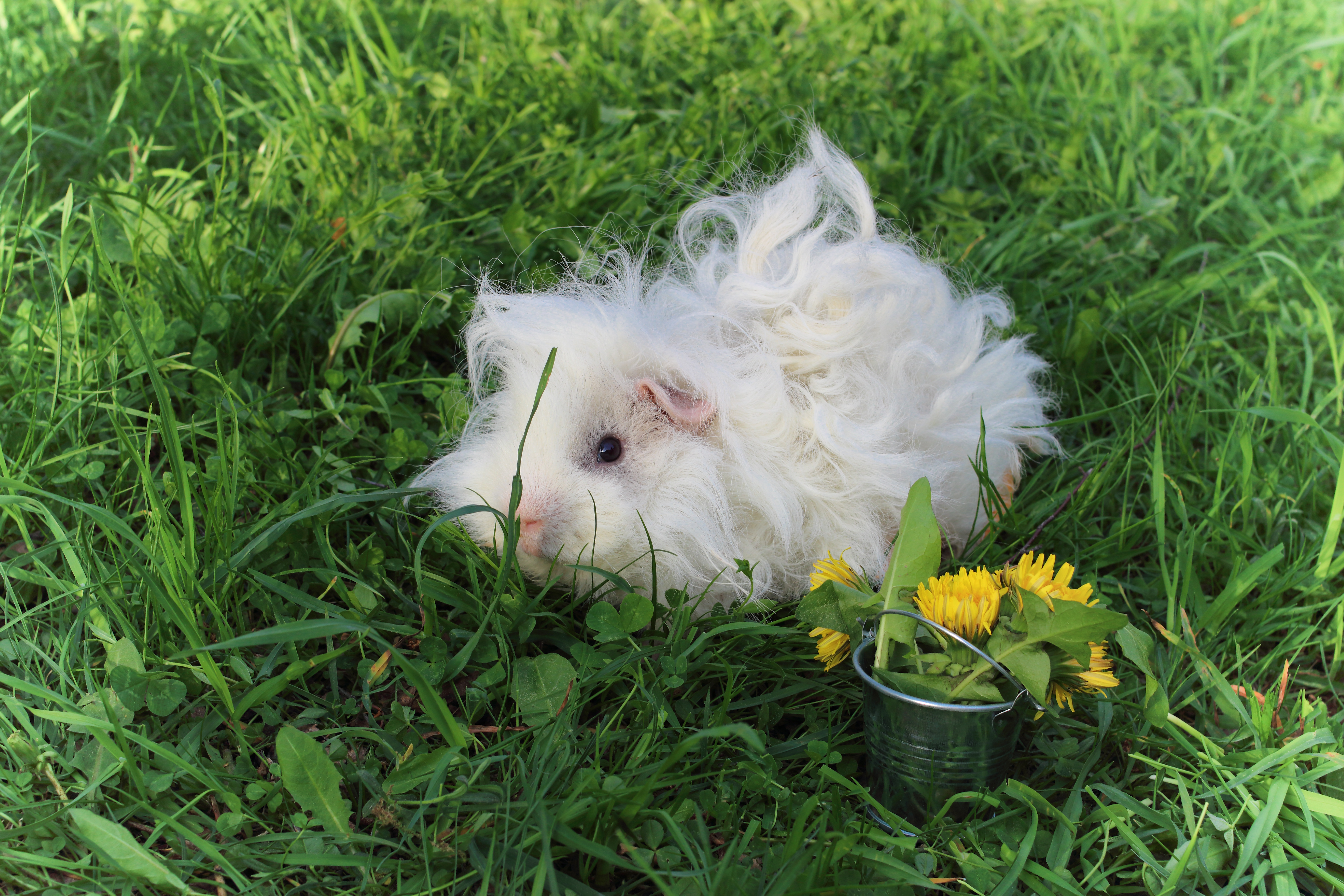 lunkarya guinea pig