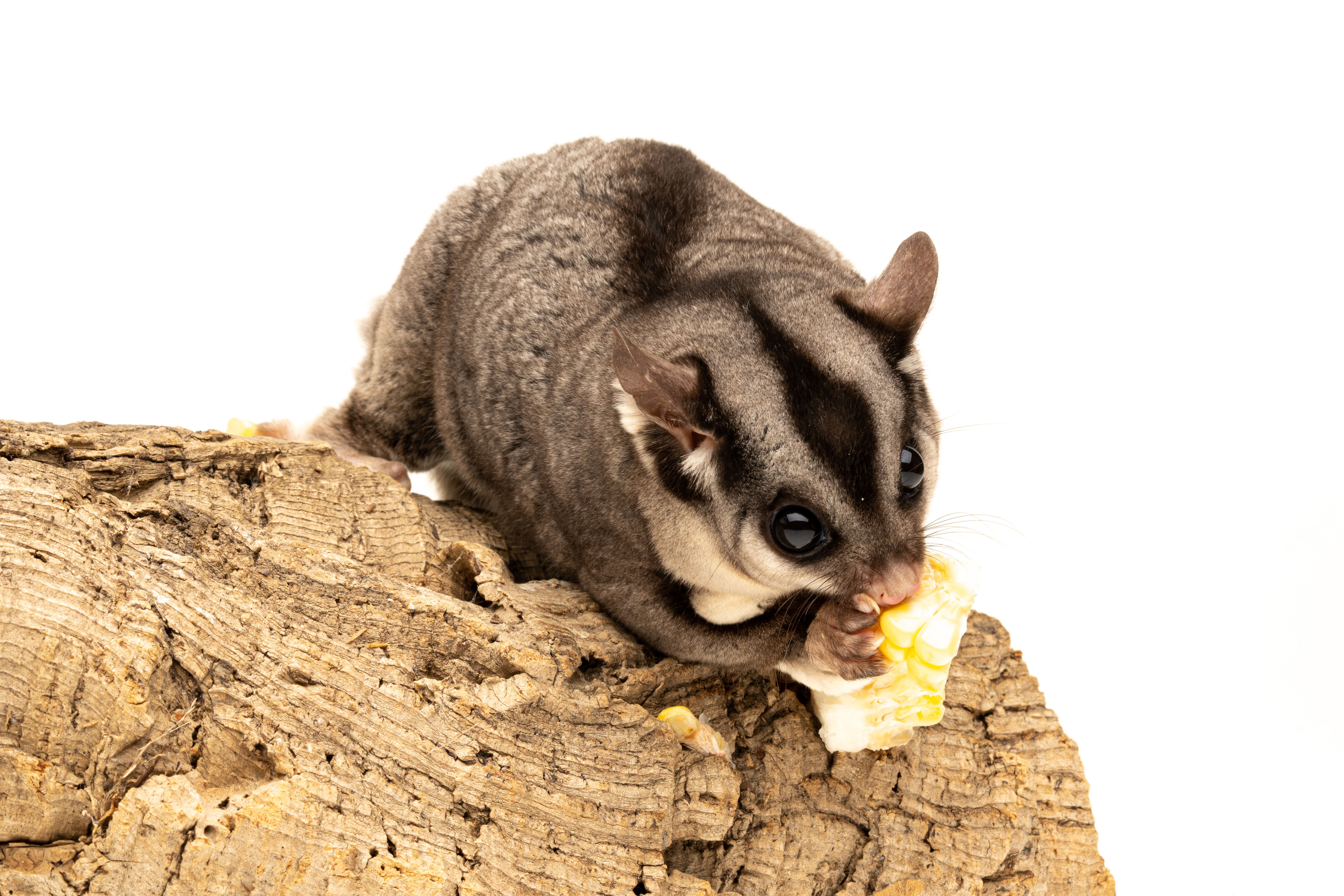 can sugar gliders eat corn