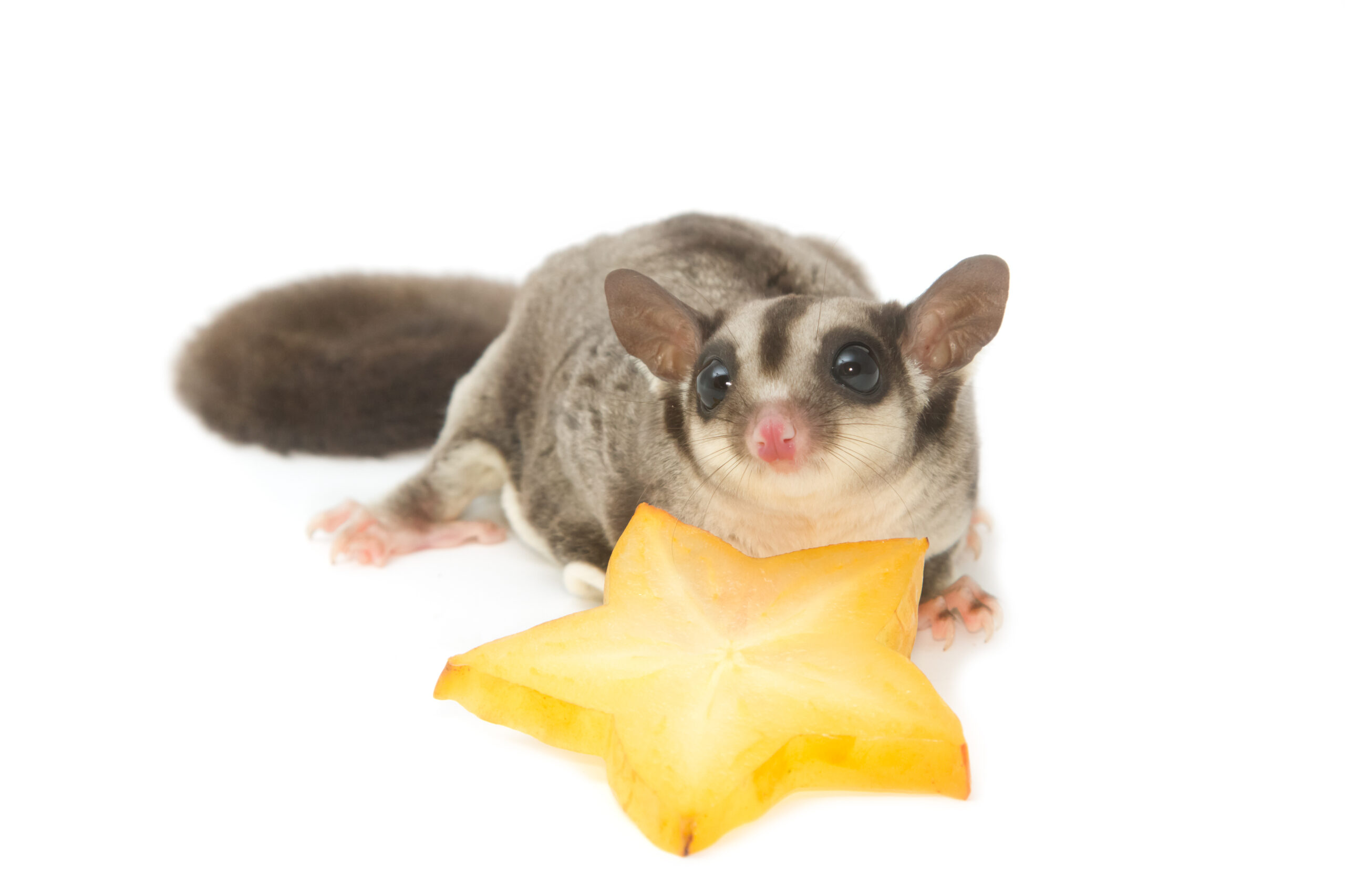 can sugar gliders eat star fruit