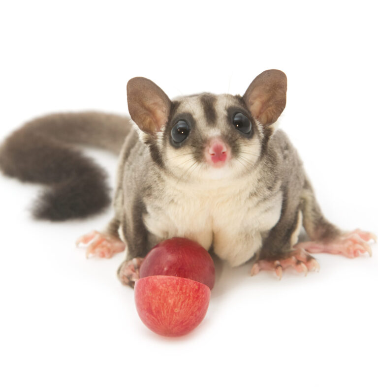 can sugar gliders eat grapes