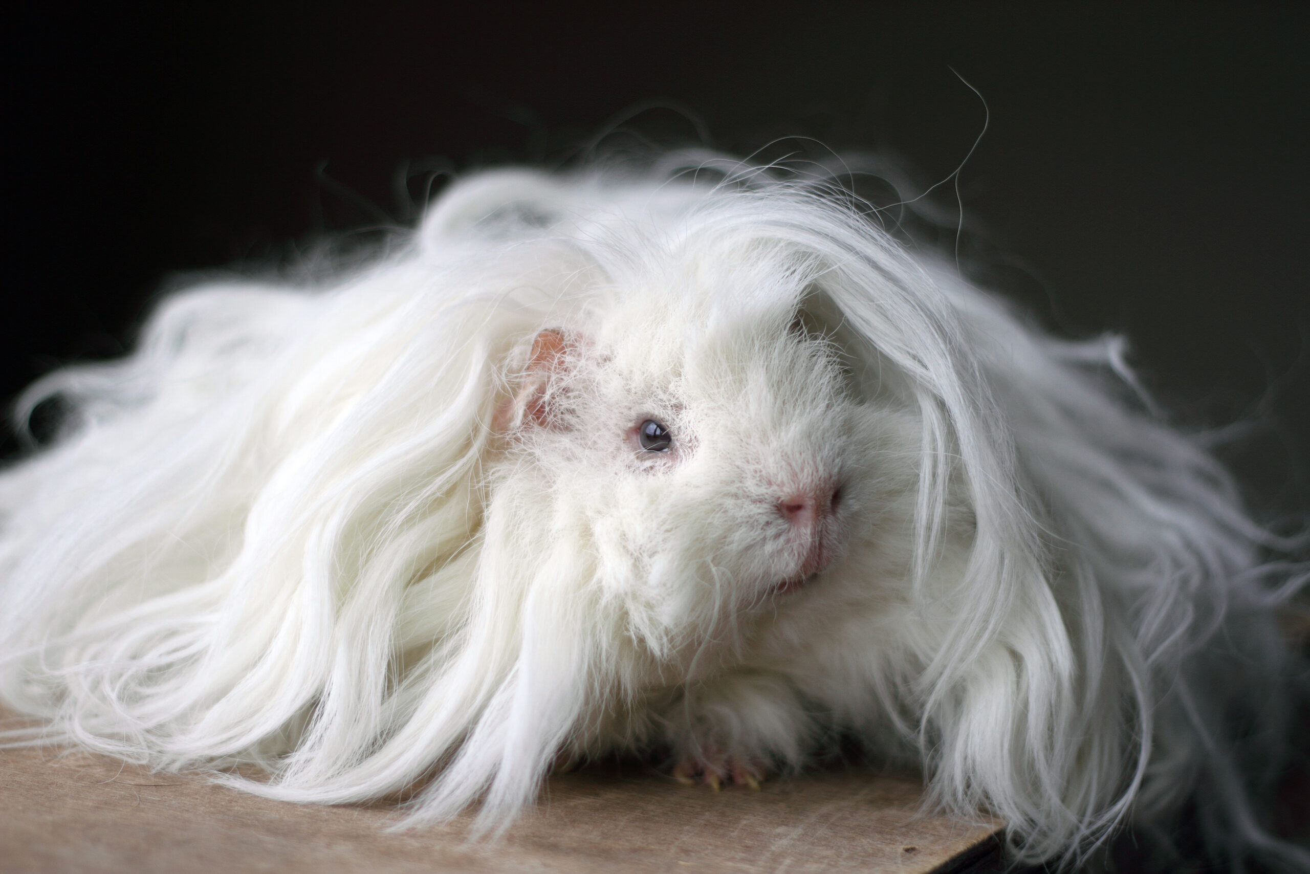 Curly Guinea Pig Lunkarya Guinea Pig - Hutch Happiness