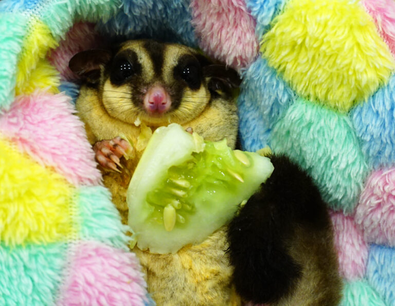 Sugar glider eating cucumber