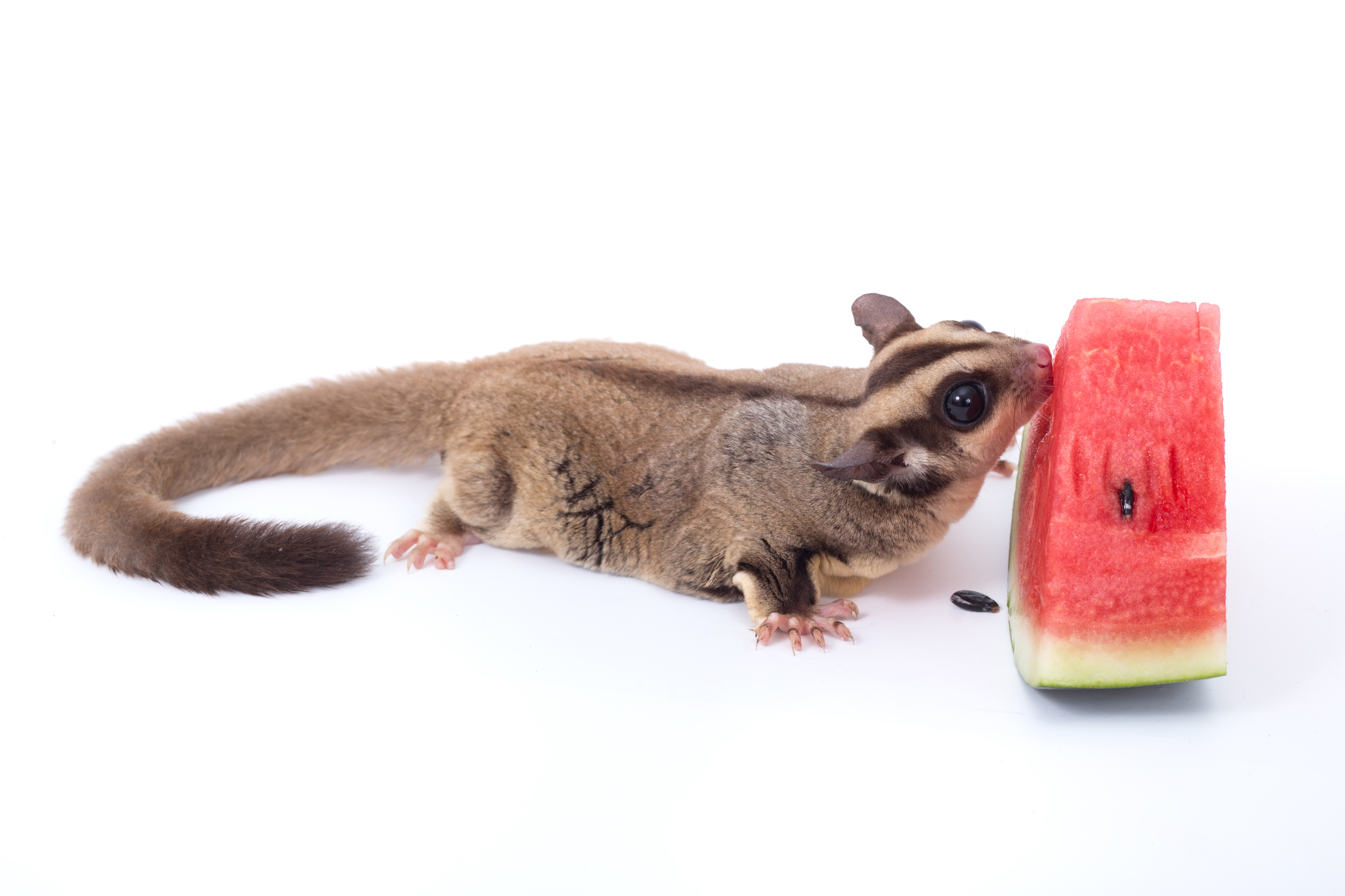 sugar glider eating watermelon