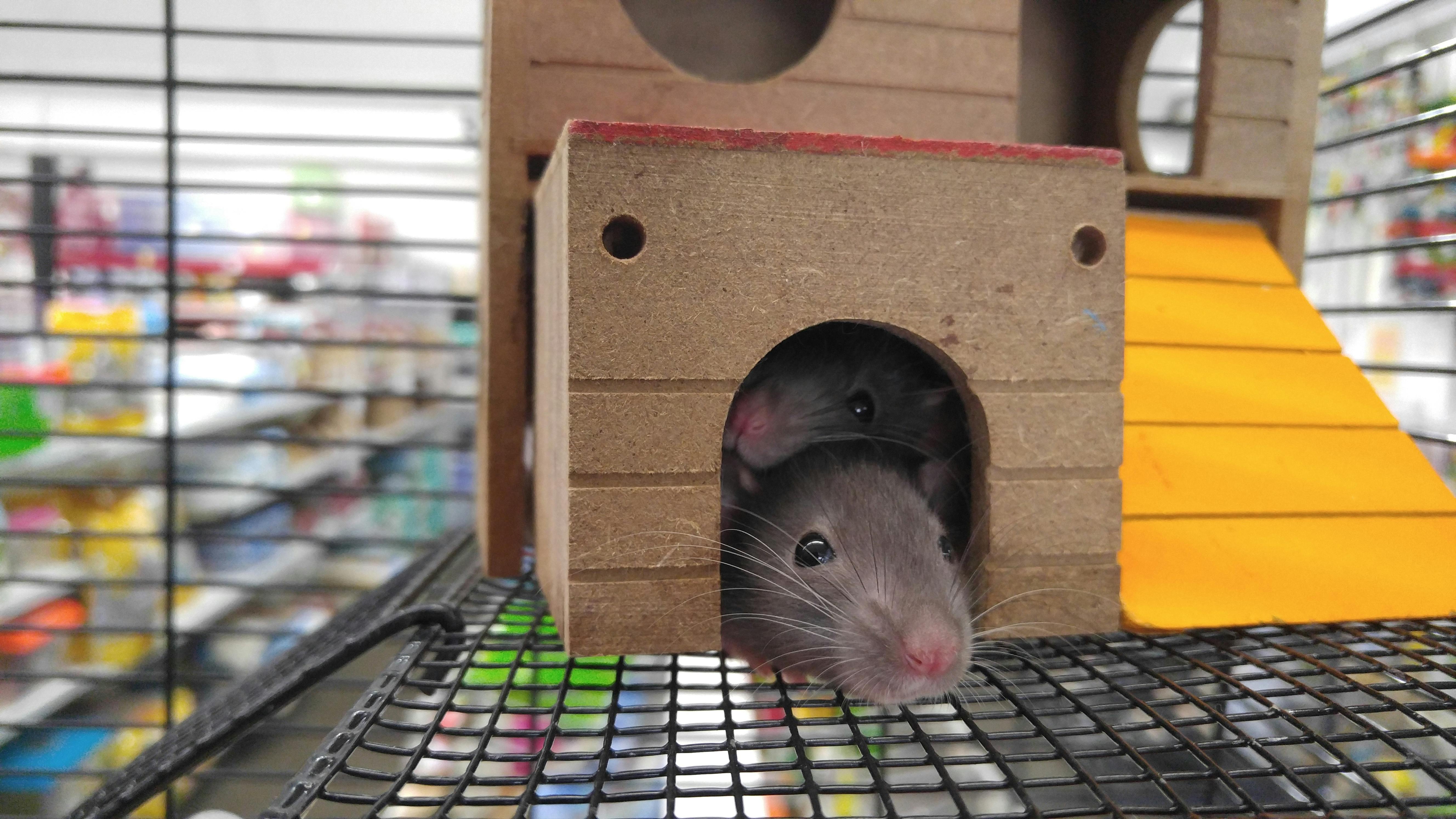 pet rats