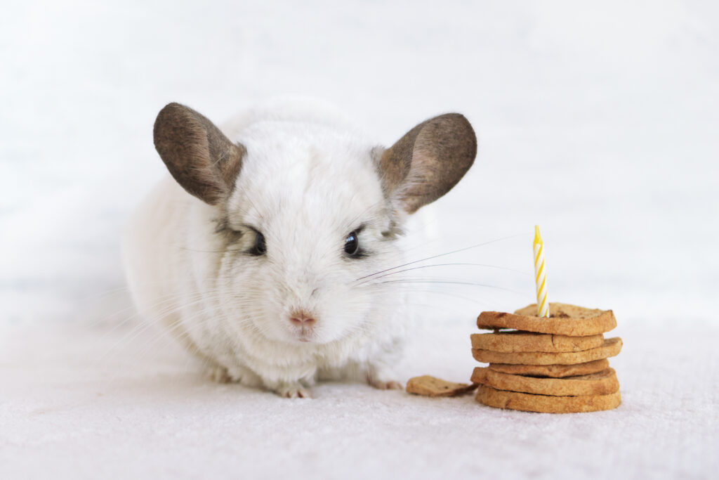 how long do chinchillas live