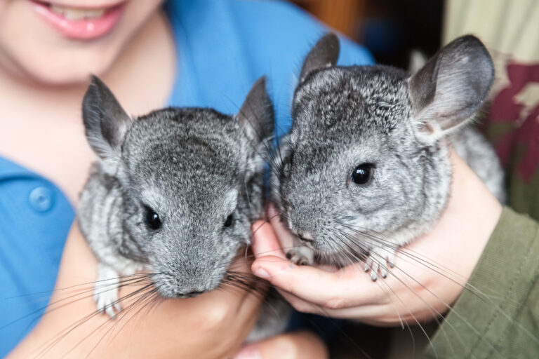 one chinchilla or two